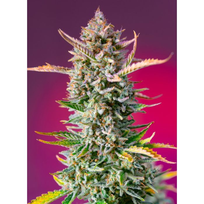 Sweet Seeds Gorilla Sherbet F1 Fast Version