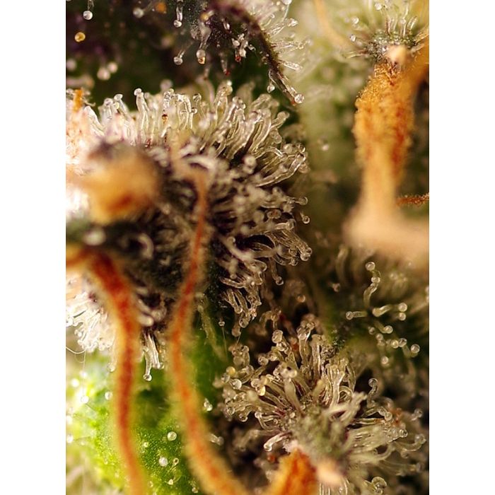 Sweet Seeds Gorilla Sherbet F1 Fast Version