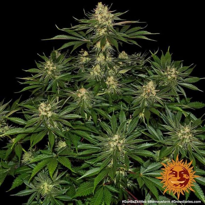 BARNEY´S FARM Gorilla Zkittles