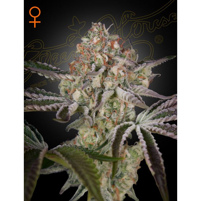 Green House Seeds Great White Shark