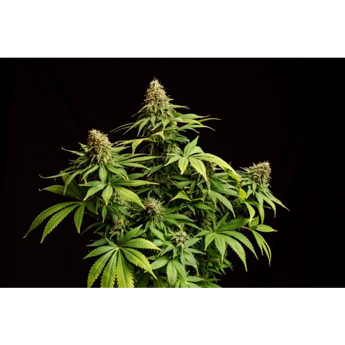 Kannabia Hellfire OG