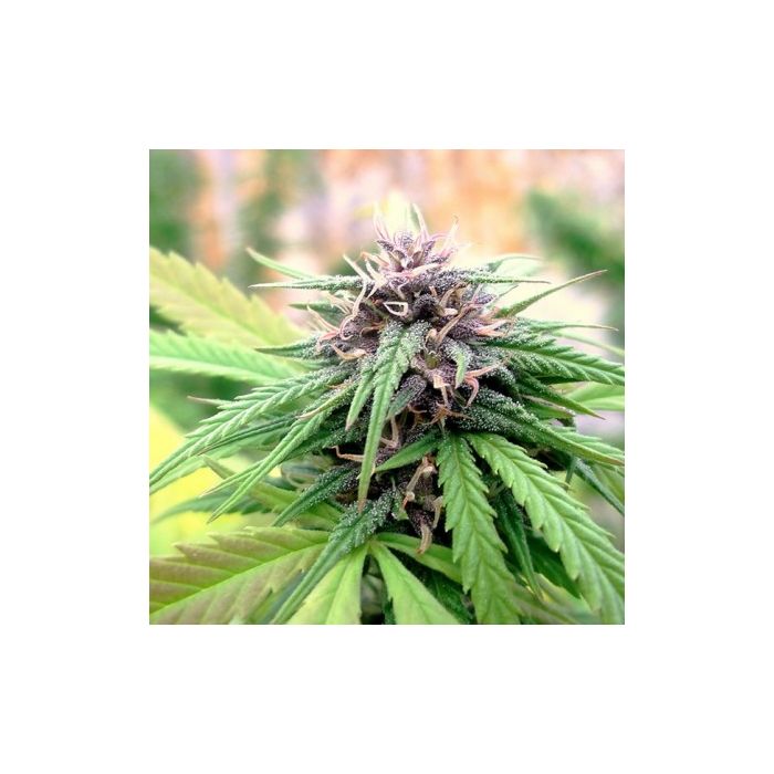 Dutch Passion Hollands Hope