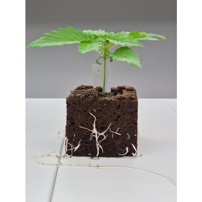 Stecklinge Eazy Block 5 - 10cm