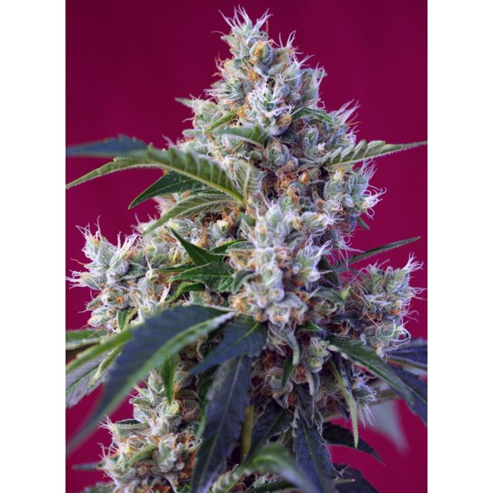 Sweet Seeds Indigo Berry Kush