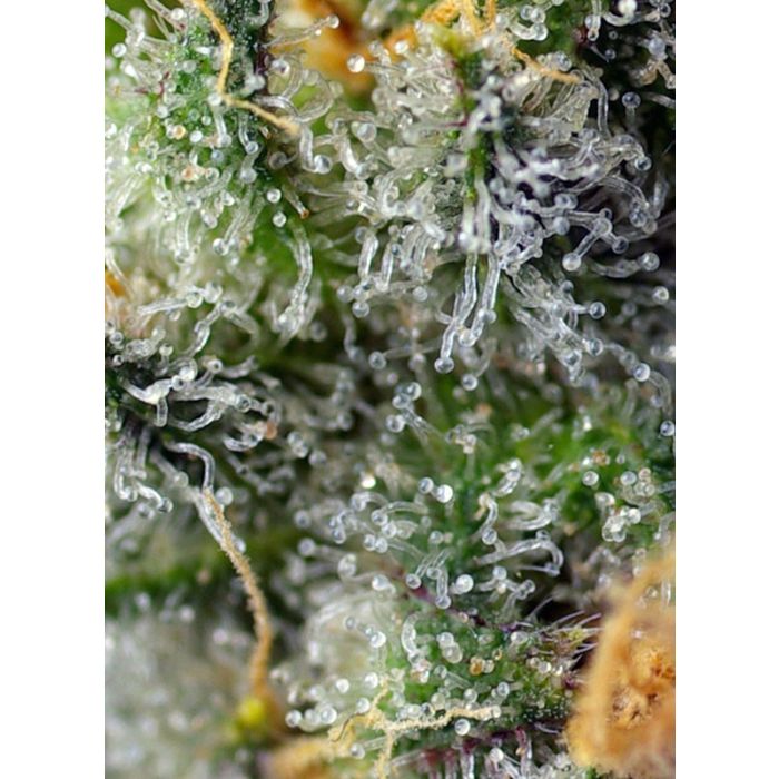 Sweet Seeds Indigo Berry Kush