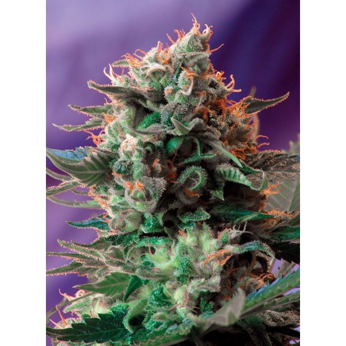 SWEET SEEDS Jack 47