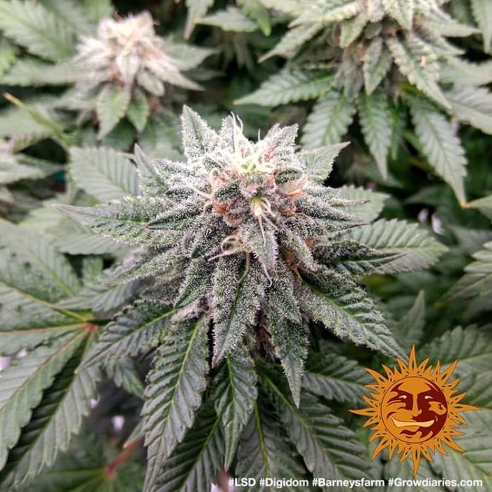 BARNEY´S FARM LSD