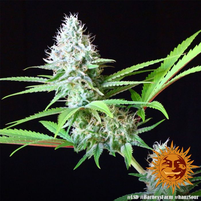 BARNEY´S FARM LSD