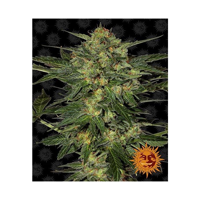 BARNEY´S FARM LSD