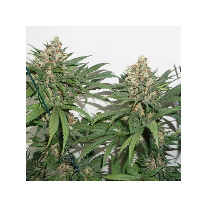 DUTCH PASSION Master Kush