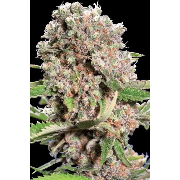 Paradise Seeds Mendocino Skunk