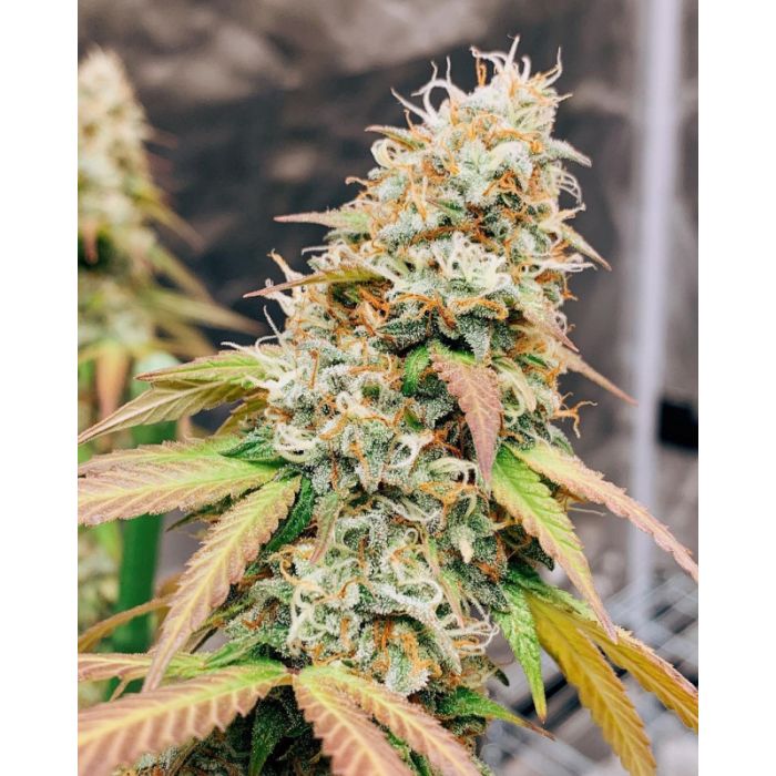 Dutch Passion Meringue