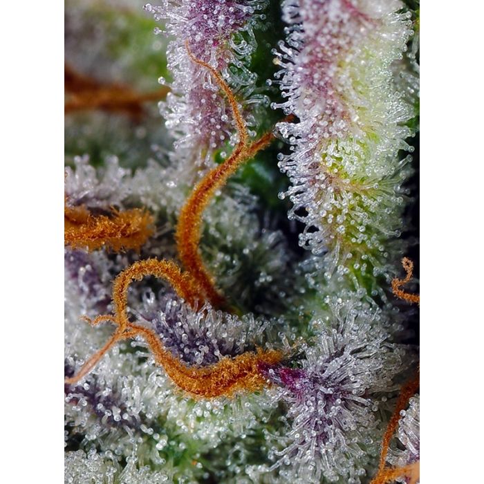 Sweet Seeds Mimosa Bruce Banner XL Auto