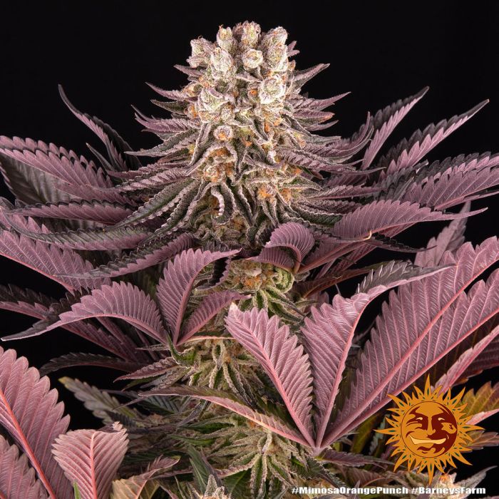 Barney´s Farm Mimosa x Orange punch