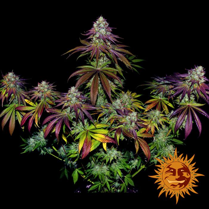 BARNEY´S FARM Mimosa