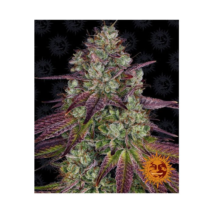 BARNEY´S FARM Mimosa 