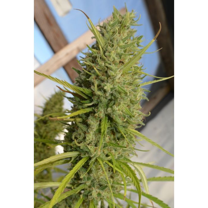 ACE Seeds Super Malawi Haze