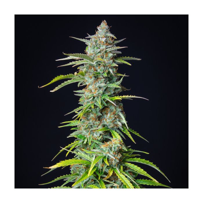 Royal Queen Seeds Northern Light Automatic