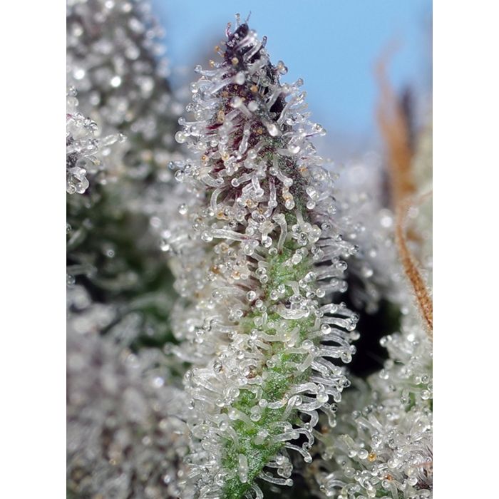 Sweet Seeds  Orange Apricot Glue XL Auto