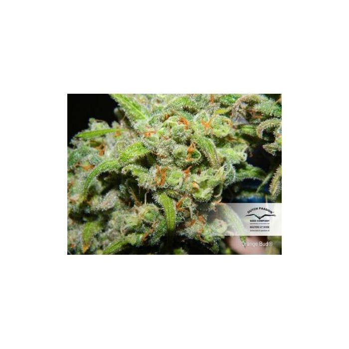 DUTCH PASSION Orange Bud