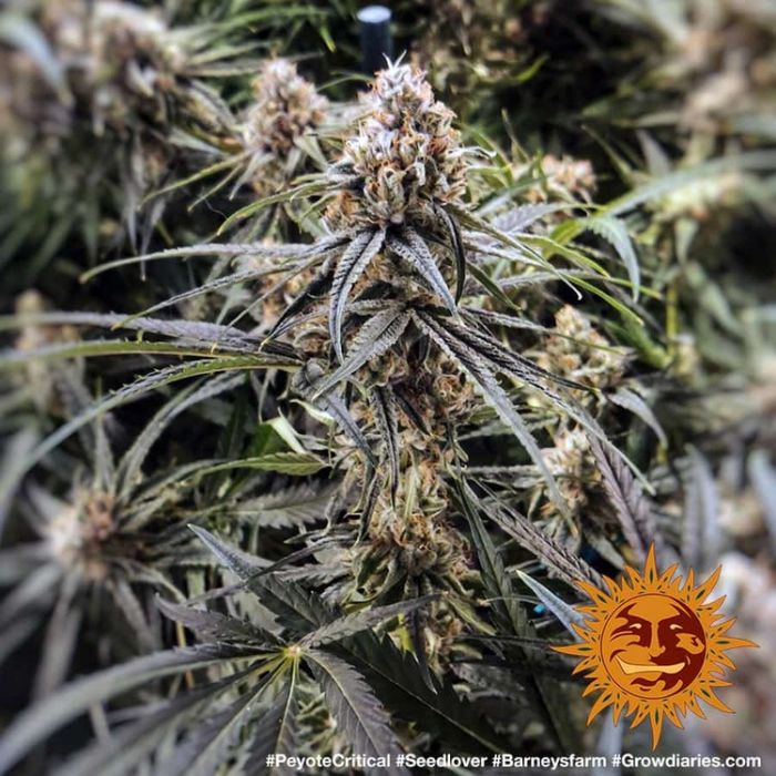 BARNEY´S FARM Peyote Critical