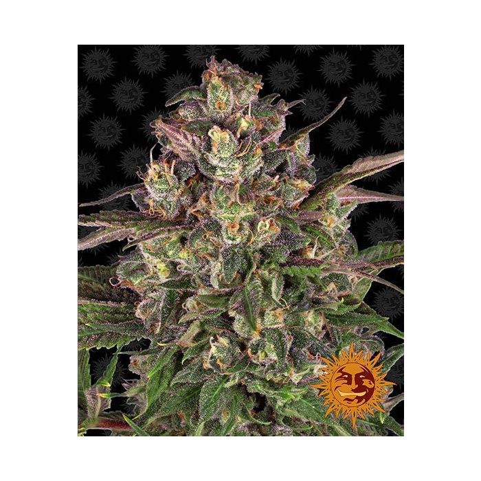 BARNEY´S FARM Peyote Critical