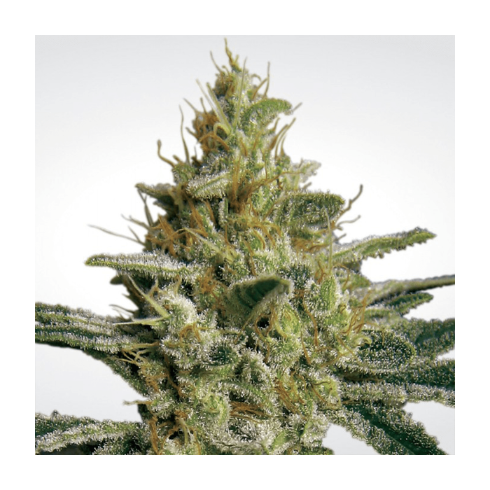 PARADISE SEEDS Allkush