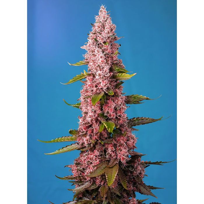 SWEET SEEDS Red Hot Cookies F1 Fast version