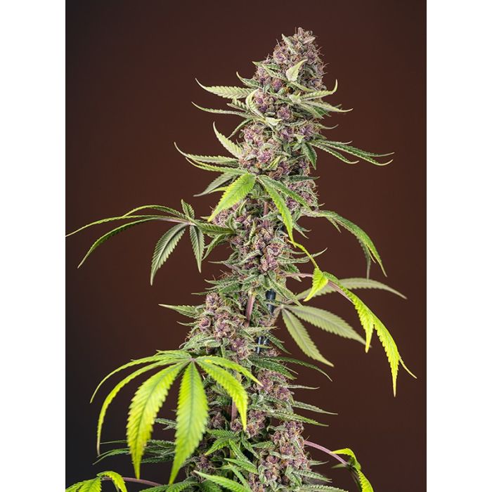 SWEET SEEDS Red Mandarine F1 Fast Version