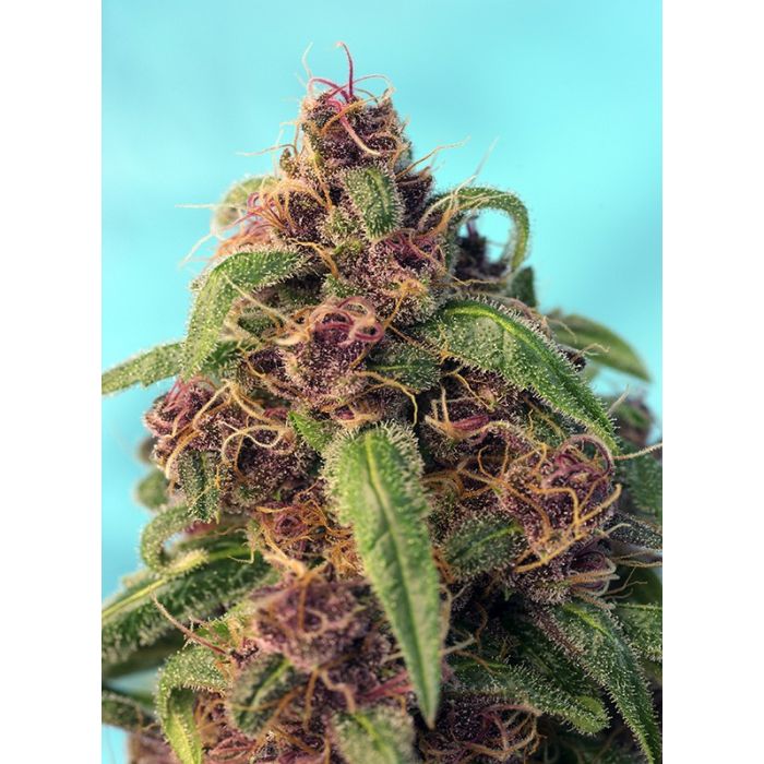 SWEET SEEDS Red Mandarine F1 Fast Version