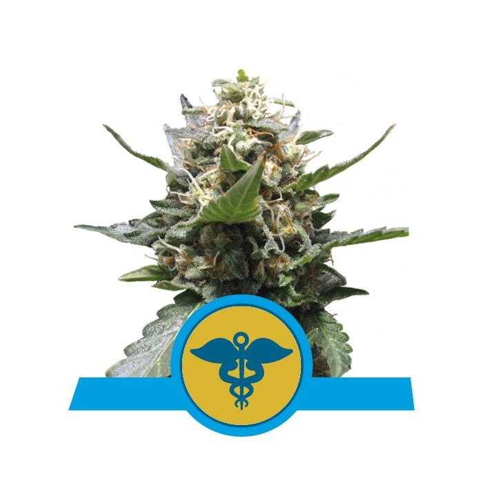 Royal Queen Seeds Royal Medic