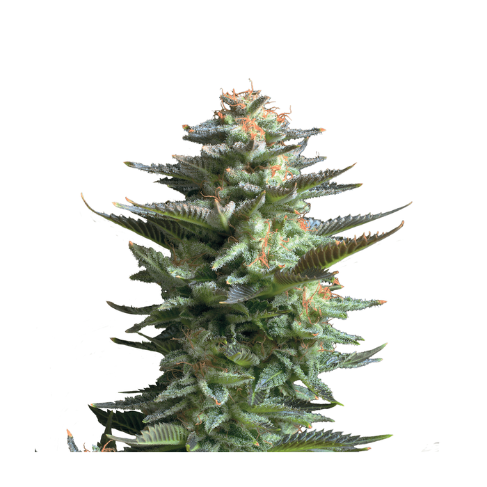 ROYAL QUEEN SEEDS Amnesia Haze