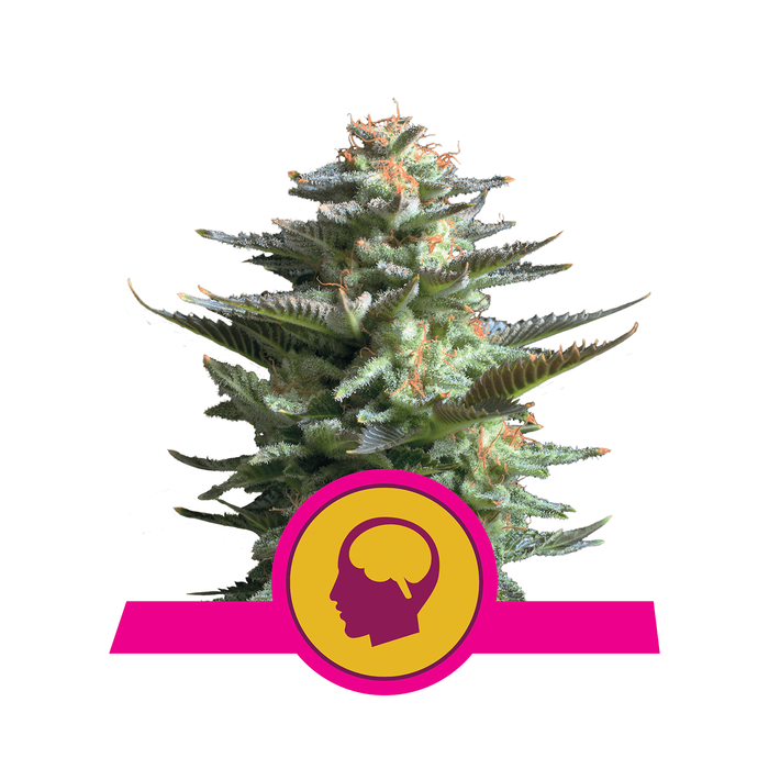 ROYAL QUEEN SEEDS Amnesia Haze