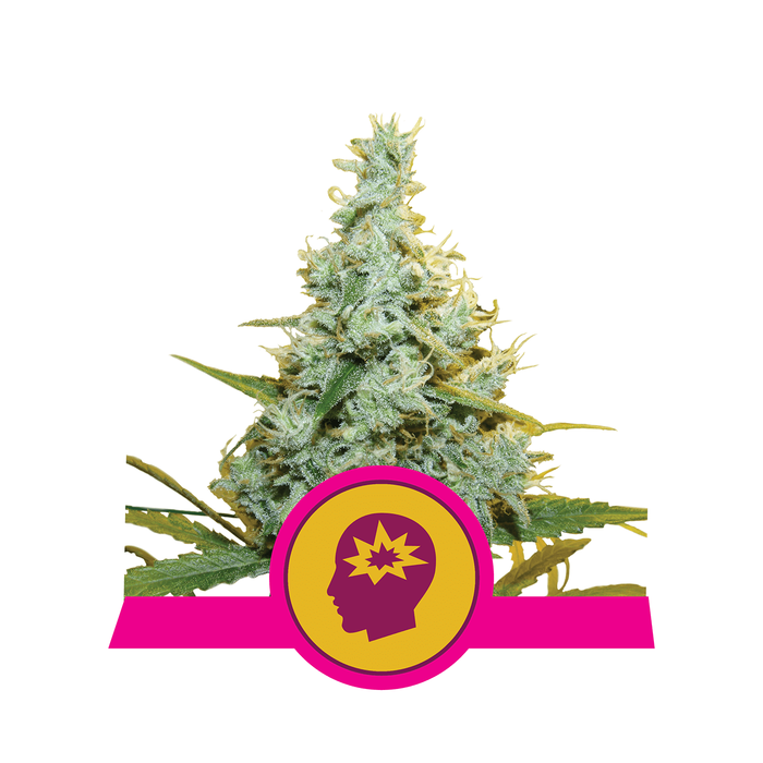 ROYAL QUEEN SEEDS Fat Banana