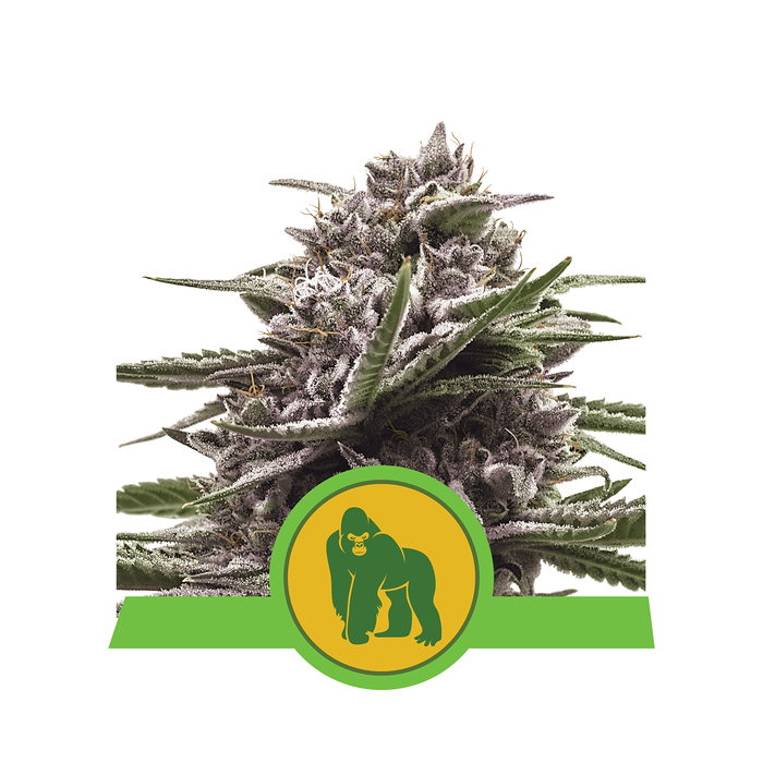 Royal Queen Royal Gorilla Automatic