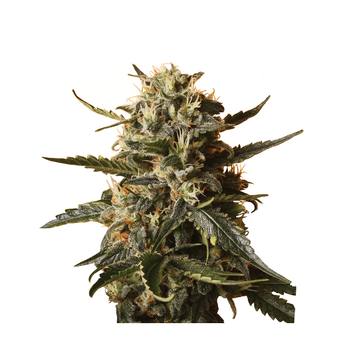 Royal Queen Bubblegum XL