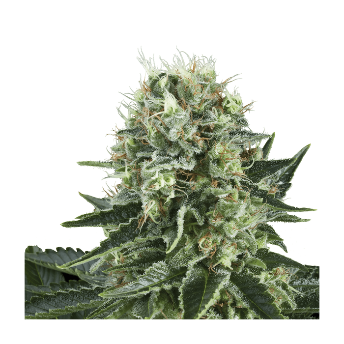 Royal Queen Seeds Bubble kush