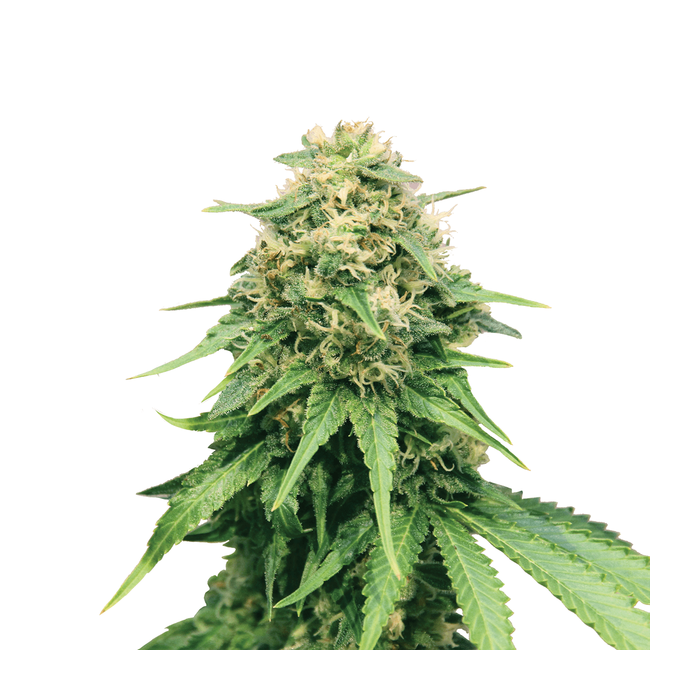 Royal Queen Critical