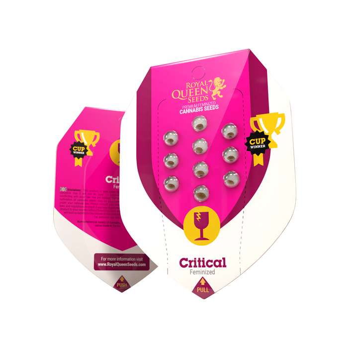 Royal Queen Critical