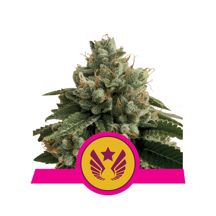 Royal Queen Seeds Legendary OG Punch