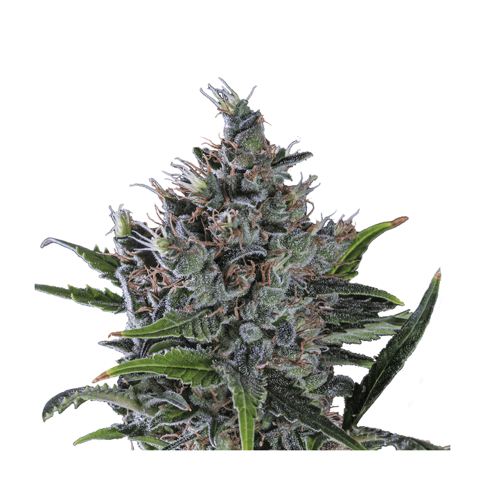 Royal Queen North Thunderfuck