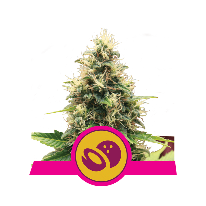 ROYAL QUEEN SEEDS Somago xl