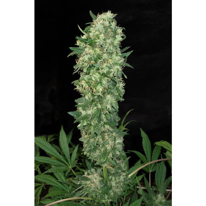 Mandala Seeds Satori