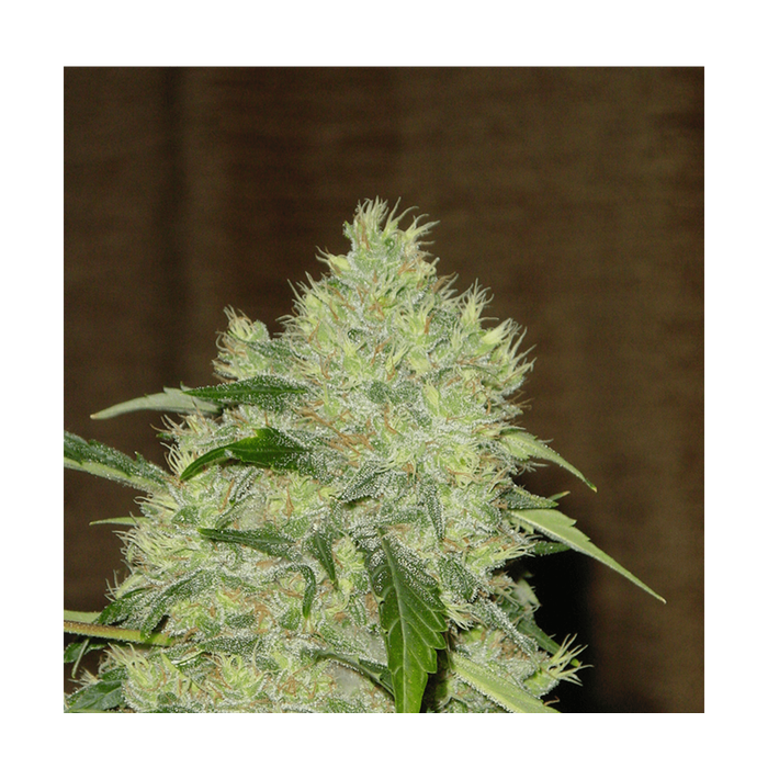 Serious Seeds Bubble Gum