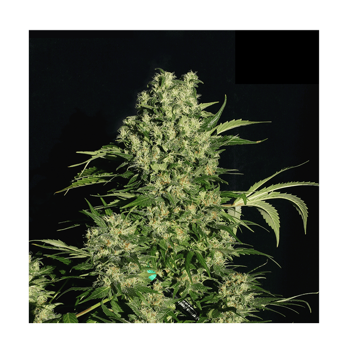 Serious Seeds Chronic