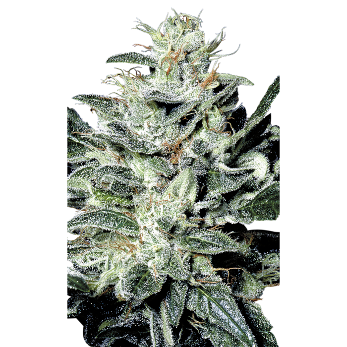 PARADISE SEEDS Sensi Star