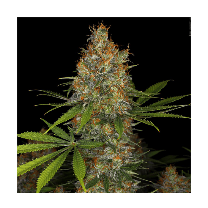 Serious Seeds Strawberry AK