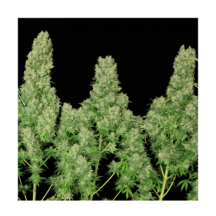 Serious Seeds White Russian