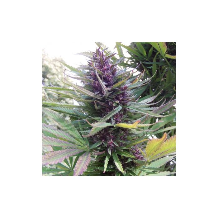 Dutch Passion Shaman