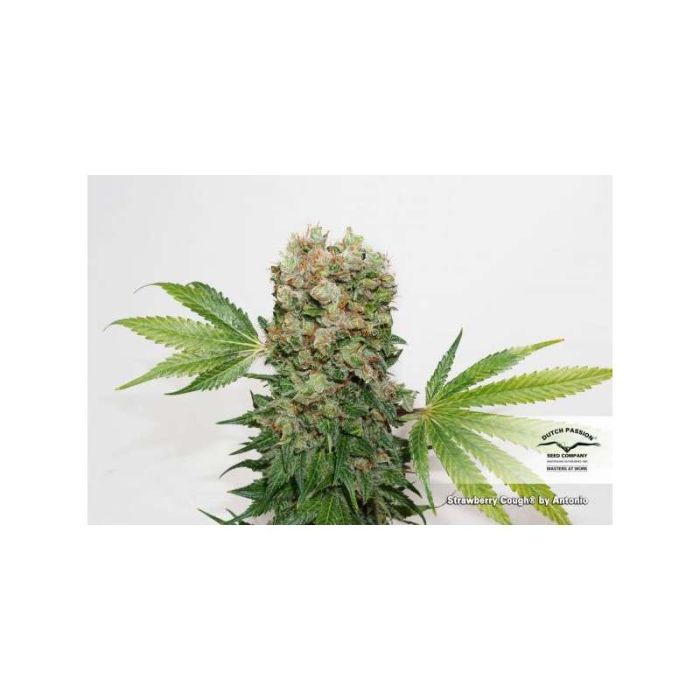 Dutch Passion Strawberry Cough
